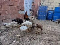 Chickens — Foto 7