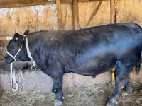 Bulle, Simmental cattle — Foto 4