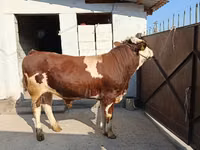 Touro, Simmental cattle — foto 1