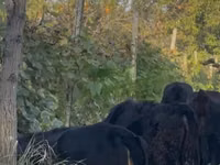 பசு, மாடுகள் — புகைப்படம் 2