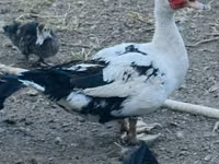 Ducks — foto 3
