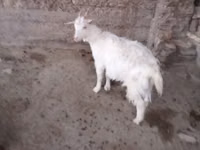 பெண் வெள்ளாடு, வெள்ளாடுகள் — புகைப்படம் 1