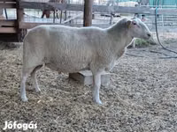Ovce, Lacaune sheep — foto 6
