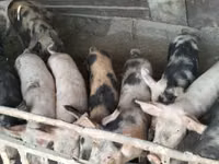 Eber, Schweine — Foto 1