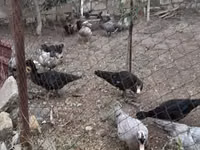 Ducks — photo 2