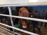 Taureau, Aberdeen-Angus — photo 1
