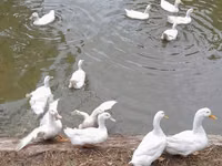 American Pekin — Foto 2