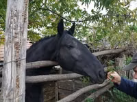 雌馬, Nonius horse — 写真 2