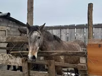 فرس, Horse breed — الصورة 2