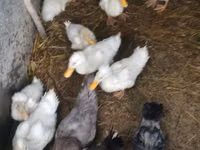 Alman Pekin — foto 1