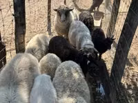 Brebis, Merino sheep — photo 5