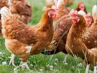 Chickens — 写真 3