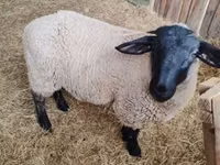 Ovelha, White Suffolk sheep — foto 1