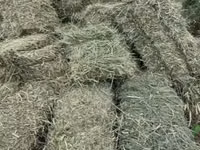 Խոտի տուկ, Յոնջա և խառը — zdjęcie 2