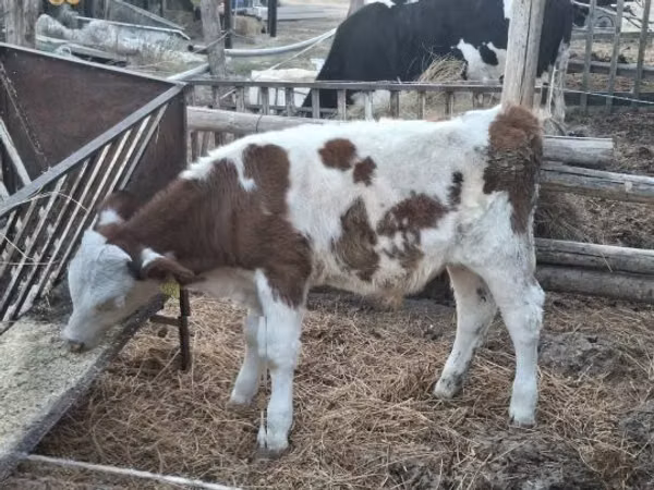 Býk, Simmental cattle