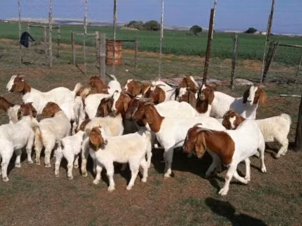 ماعز (دفعة، الجنس غير محدد), Boer goat