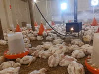 Chickens — zdjęcie 8