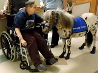 Cavalo, Miniature horse — foto 3