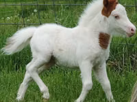 At, Miniature horse — foto 7