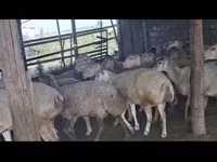 نعجة, الأغنام — الصورة 2