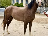 Hengst, Arabian horse — Foto 2