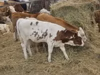 ثور, Simmental cattle — الصورة 8