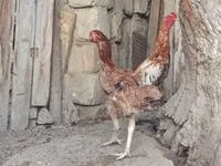 Chickens — foto 3