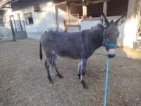 Kůň, Koně — foto 2