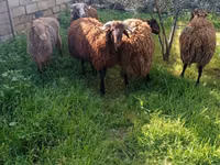 公山羊, Goats — 照片 2