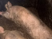 Sow, Pigs — photo 2