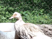 domácí kachna pižmová — foto 3
