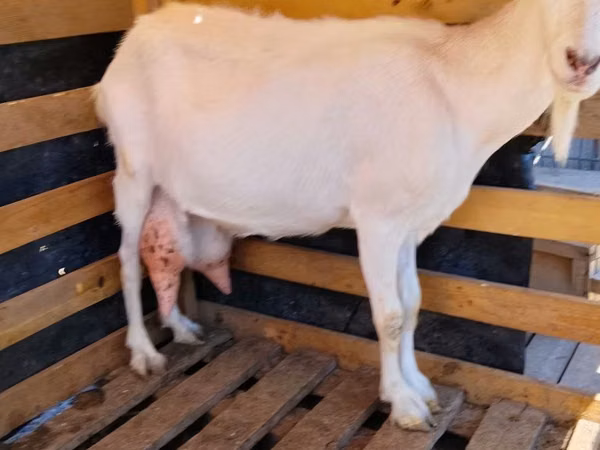 Echki, Saanen goat