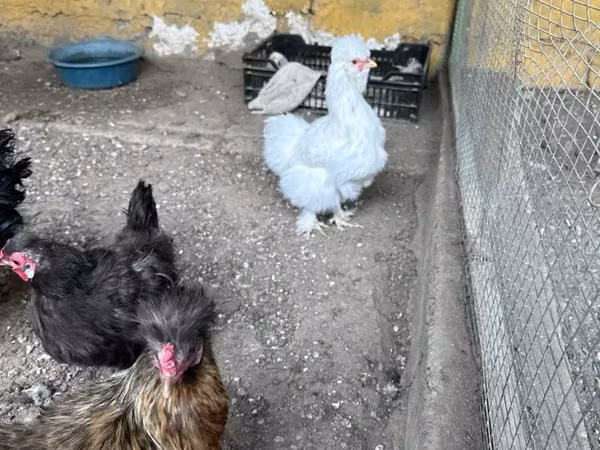 Silkie