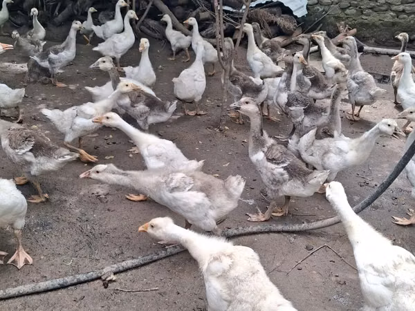 Geese — அசர்பைஜான்