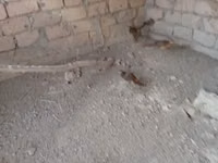Quails — foto 3