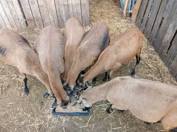 ცხვარი, Cameroon sheep