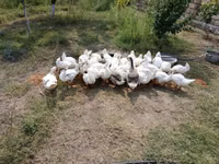Geese — foto 1