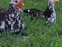 Chickens — photo 4