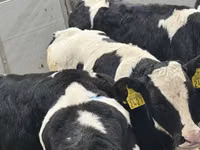 Rinder (Partie, Geschlecht nicht angegeben), Russian Black pied cattle — Foto 2