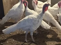 Turkeys — 2-rasm