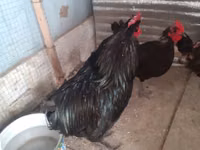 Chickens — foto 1