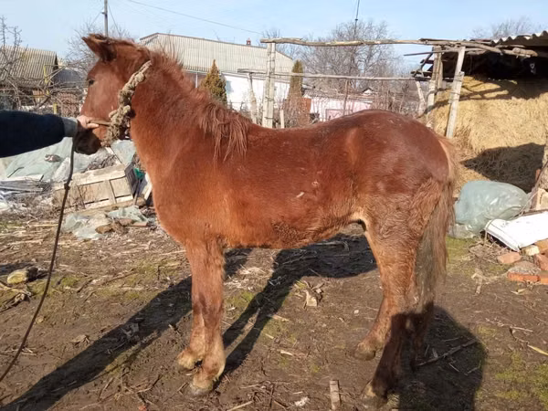 Cheval, Chevaux