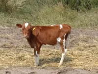Sigir, Swiss cattle — 3-rasm