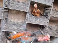 Chickens — फ़ोटो 6
