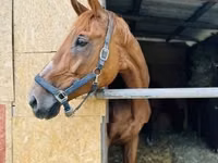 Jument, Polish pony — photo 3
