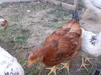 Chickens — Foto 1