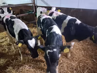 Toro, Simmental cattle — foto 4