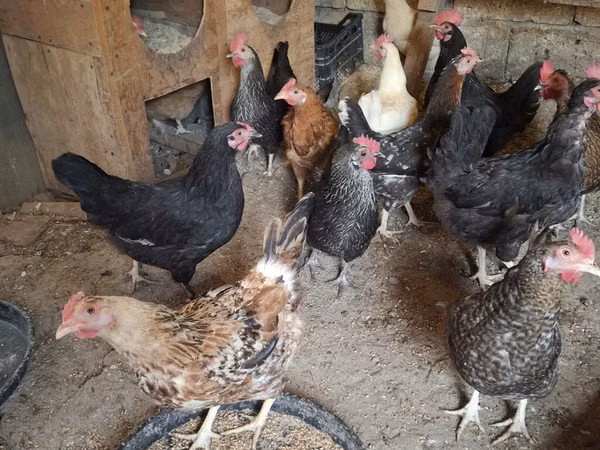 Chickens — அசர்பைஜான்