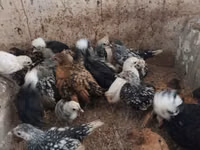 Chickens — foto 3