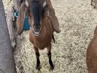 Keçi, Nubian Goat — foto 3